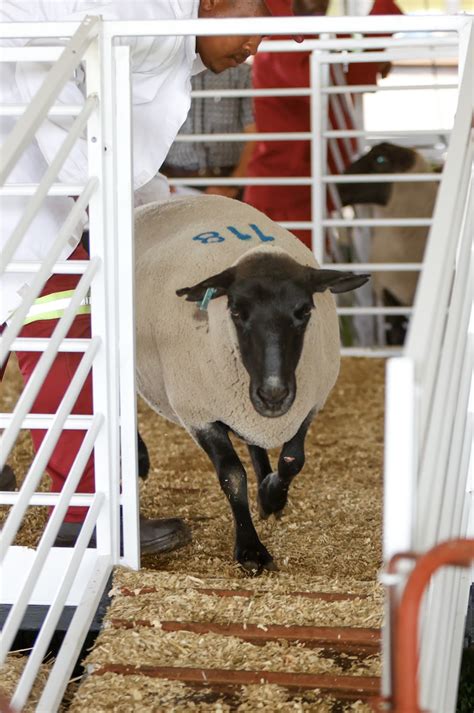 Suffolk Sheep Breeders - Hatari Farming