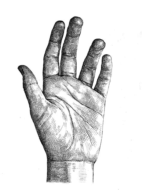 Crosshatching: How to draw a hand - Artists & Illustrators