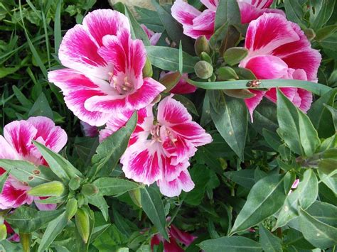 Growing Clarkia Wildflowers - Information On The Care of Clarkia Plants ...