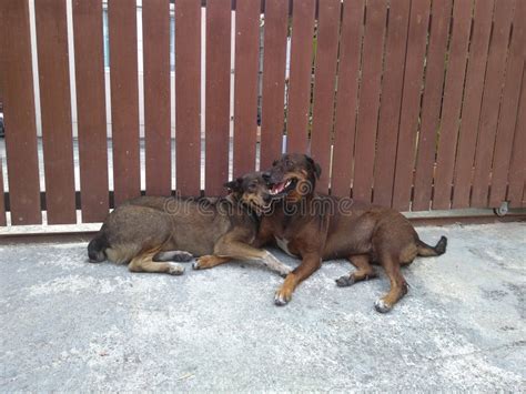 Dogs play together. stock image. Image of animalwallpeper - 144426691