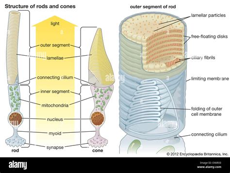 Rods cones hi-res stock photography and images - Alamy