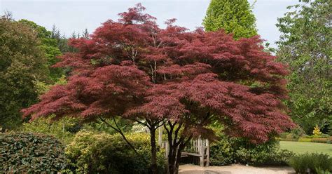 How to Grow and Care for Japanese Maple Trees