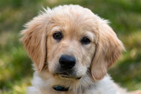 Golden Retriever Puppies: Everything You Need To Know