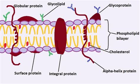 Functions of Lipids, Proteins, & Lipopolysaccharides on Cell Membrane ...