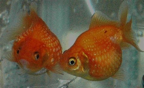 Pearlscale Goldfish - AquaticQuotient.com Photo Gallery