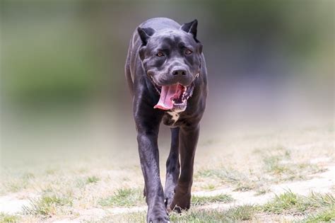 Canis Panther Dog Breed: Info, Pictures, Characteristics & More | Hepper