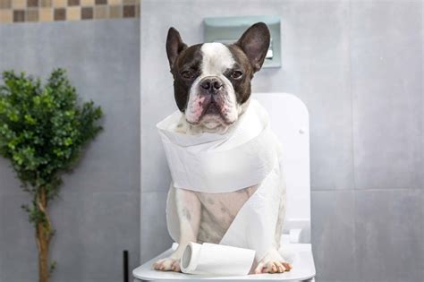 Dog Constipation And How To Treat It Naturally At Home - By A Vet