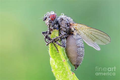 Entomopathogenic Fungus Infecting Fly Photograph by Ozgur Kerem Bulur ...