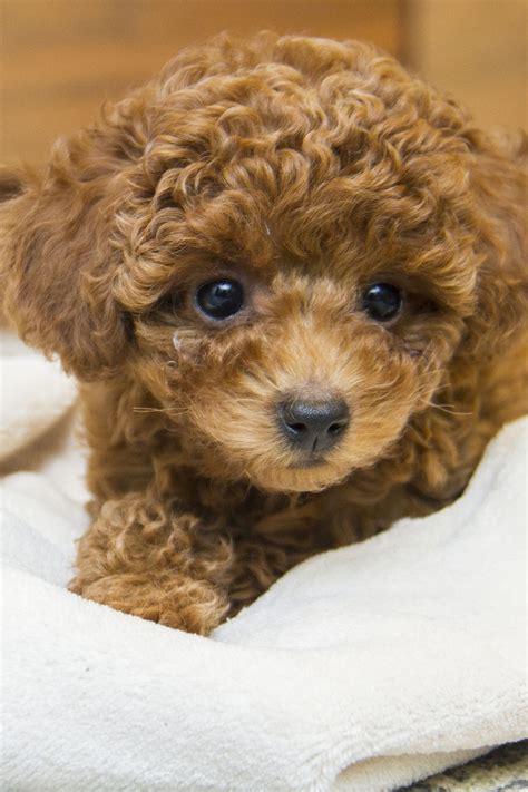 Poodle Puppies (20+ Perfect Pups) - Talk to Dogs