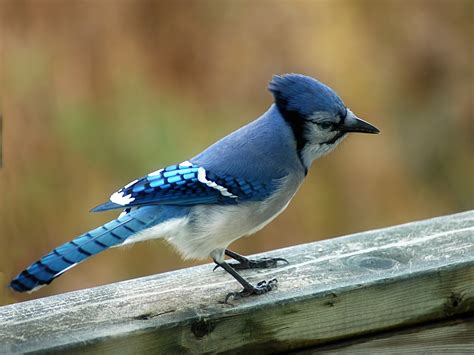 Blue Jay Facts - What Do Blue Jays Eat - Where Do Blue Jays Live