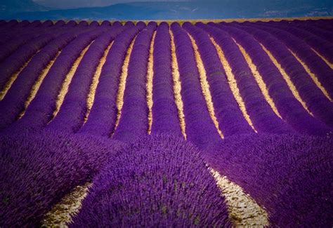 Lavender fields Croatia Hvar island - Photorator