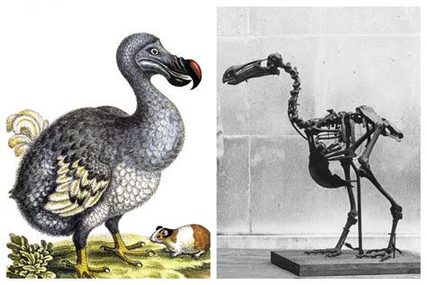 De-Extinction Plan to Bring Back Dodo Could Have Bad Consequences ...