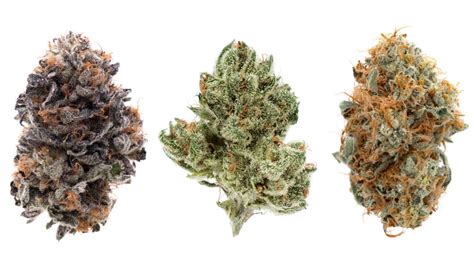 Weed strains to get the very best satisfaction