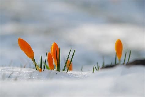 Crocus in snow.. | Crocus, Garden design, European garden