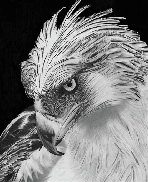 Philippine Eagle Drawing