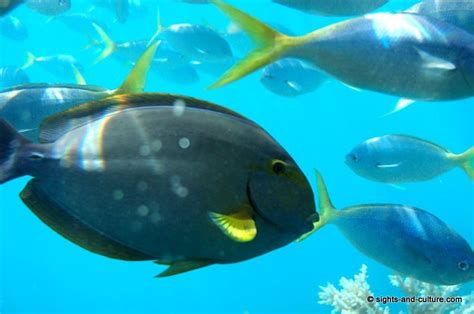 Great Barrier Reef - fish (5)