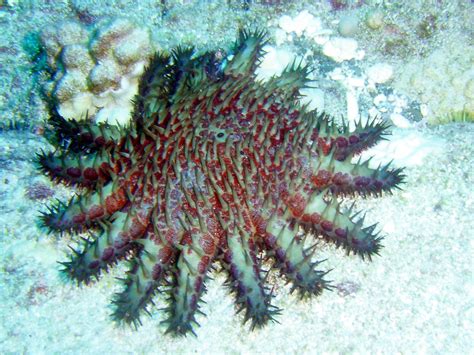 Starfish: Characteristics, reproduction, habitat, types and more