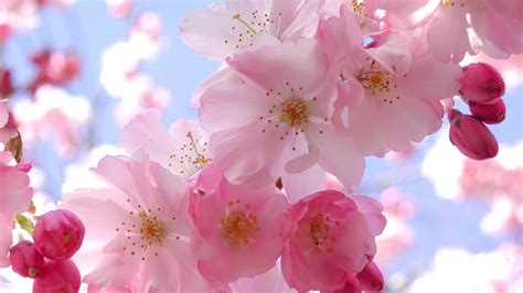 Japanese Cherry Blossom Wallpaper (71+ images)