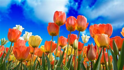 300+ Free Tulip Wallpaper & Tulips Images - Pixabay