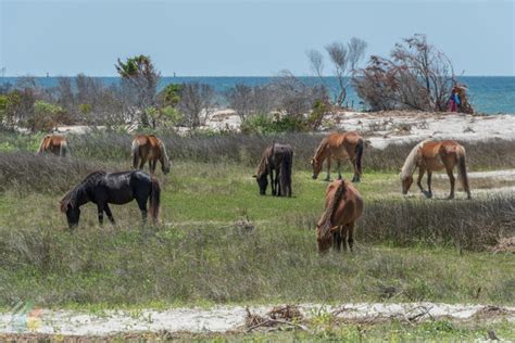 Shackleford Banks - OuterBanks.com