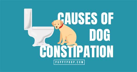 Dog Constipation Archives - PuppyPoop.com