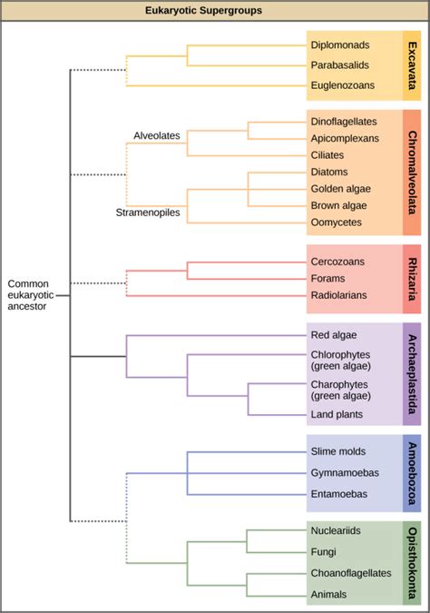 Introduction to Groups of Protists | Biology for Majors II