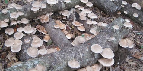 Growing Shiitake On Logs - Mushroom Mountain