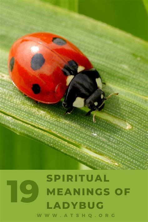 Ladybug Symbolism: 19 Spiritual Meanings Of Ladybugs