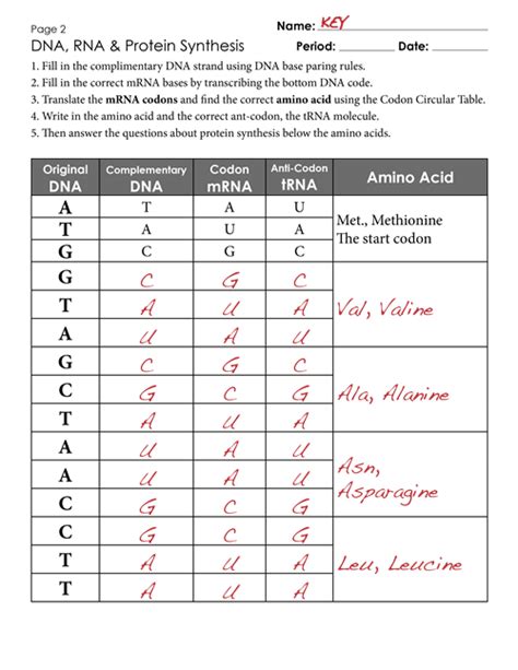 Worksheet On Dna Rna And Protein Synthesis – Kidsworksheetfun