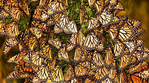 Monarch Butterfly Migration Explained | Britannica