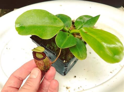 Nepenthes Rajah SG . . . . . . #share #plantsforsale #nepenthes # ...