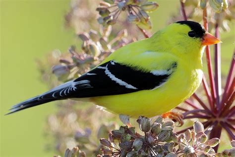 Most Common Backyard Birds in the U.S.