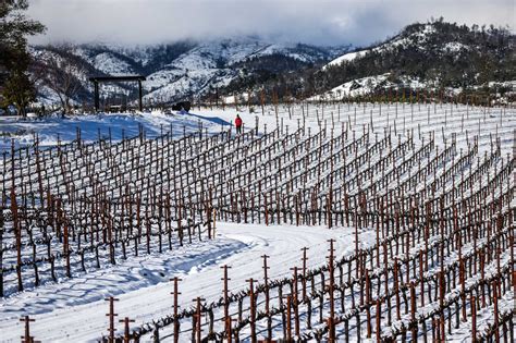 Napa Valley vineyards got historic snowfall on Friday