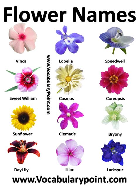 Pictures Of Flowers With Names In English