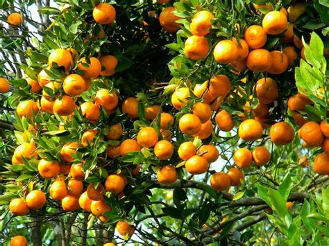 Citrus orchards needed proper irrigation, fertilizers - Profit by ...