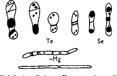 Figure 2 from Cell structure of Corynebacterium diphtheriae. | Semantic ...