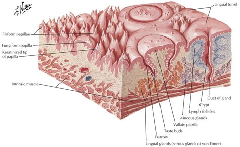 Filiform Papillae Diagram