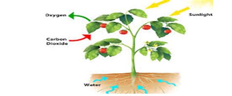 Mechanism of Oxidative Stress Tolerance in Plants - Uttaranchal (P.G ...