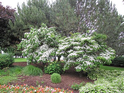 Chinese Dogwood (Cornus kousa 'var. chinensis') in Boston Hopkinton ...