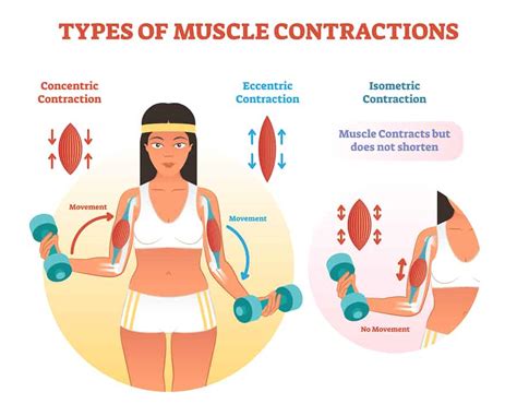 Concentric vs. Eccentric vs. Isometric Muscle Contractions - EMPOWER ...