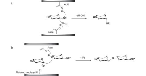 Reaction mechanism of (a) glycosidase and (b) glycosynthase (R, R ...