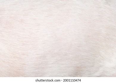 Fluffy White Fur Texture Background Stock Photo 2001110474 | Shutterstock