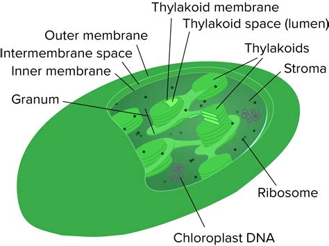 Chloroplast Drawing And Labeling