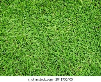 47 Zoysia Matrella Merrill Images, Stock Photos, 3D objects, & Vectors ...