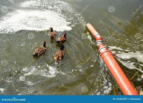 Feeding a Swimming Duck Family on a Pond in Europe Stock Image - Image ...