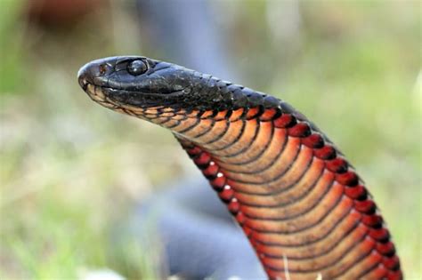 The Top 10 Most Venomous Snakes in Australia - Owlcation - Education