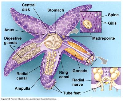 Echinodermata: GENERAL ANATOMY