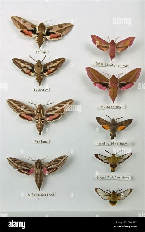 A Collection of British Hawk-moths Sphingidae Stock Photo: 64809759 - Alamy