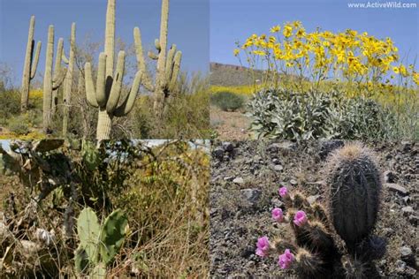 The Desert Biome: Facts, Characteristics, Types Of Desert, Life In Deserts