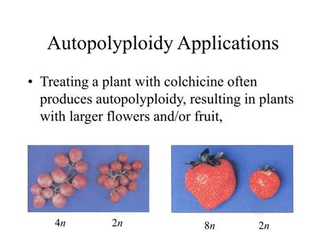 PPT - Polyploidy PowerPoint Presentation - ID:244834